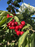 12月运果将连续到港